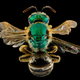 Agapostemon melliventris. “Yet another Agapostemon, this one was collected in the southern remote portions of Badlands National Park in South Dakota within the Pineridge Indian Reservation.”